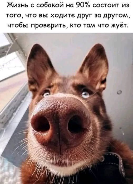 Жизнь с собакой на 90% состоит из того, что вы ходите друг за другом, чтобы проверить, кто там что жует.