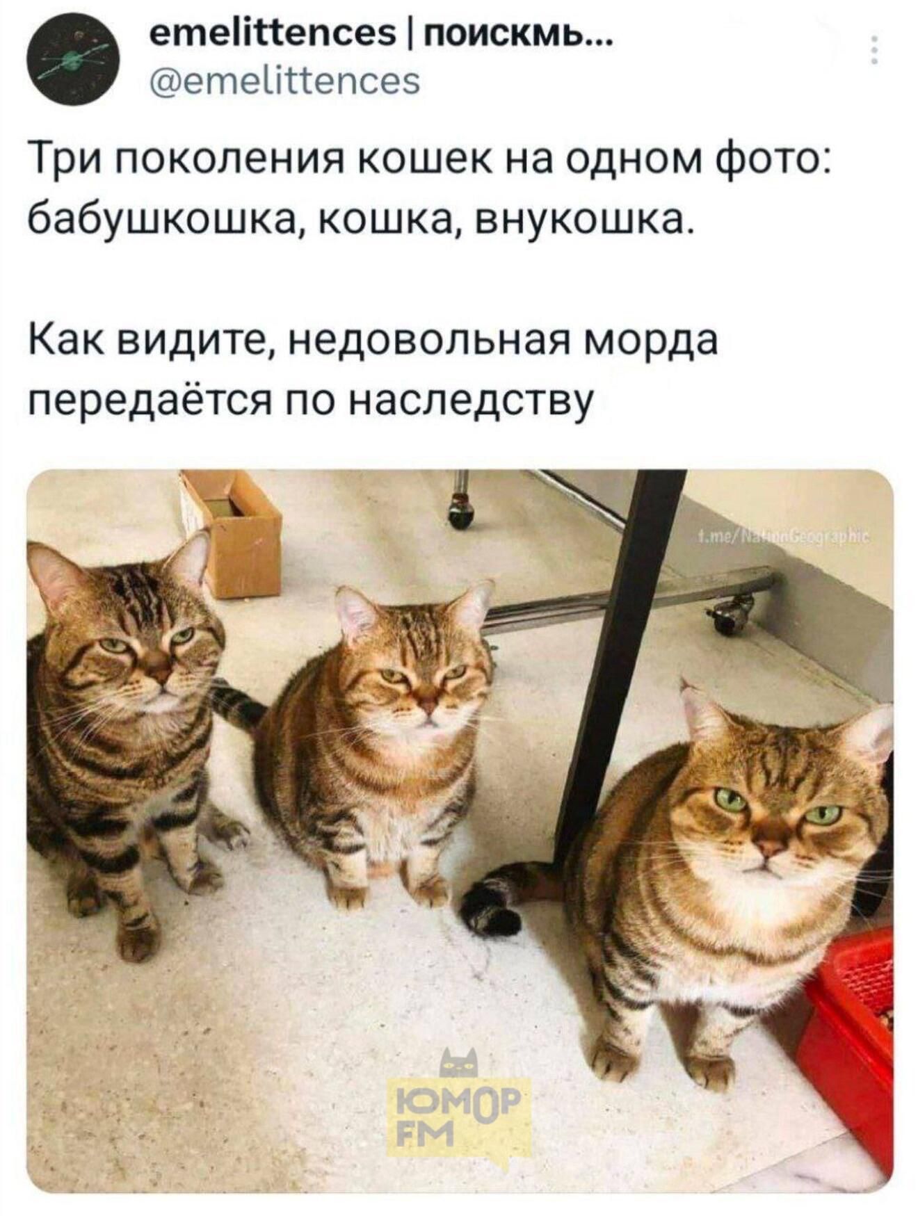 Три поколения кошек на одном фото: бабушкашка, кошка, внучка.
Как видите, недовольная морда передаётся по наследству.
