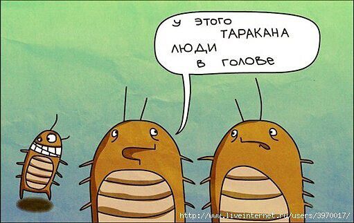 У этого таракана люди в голове