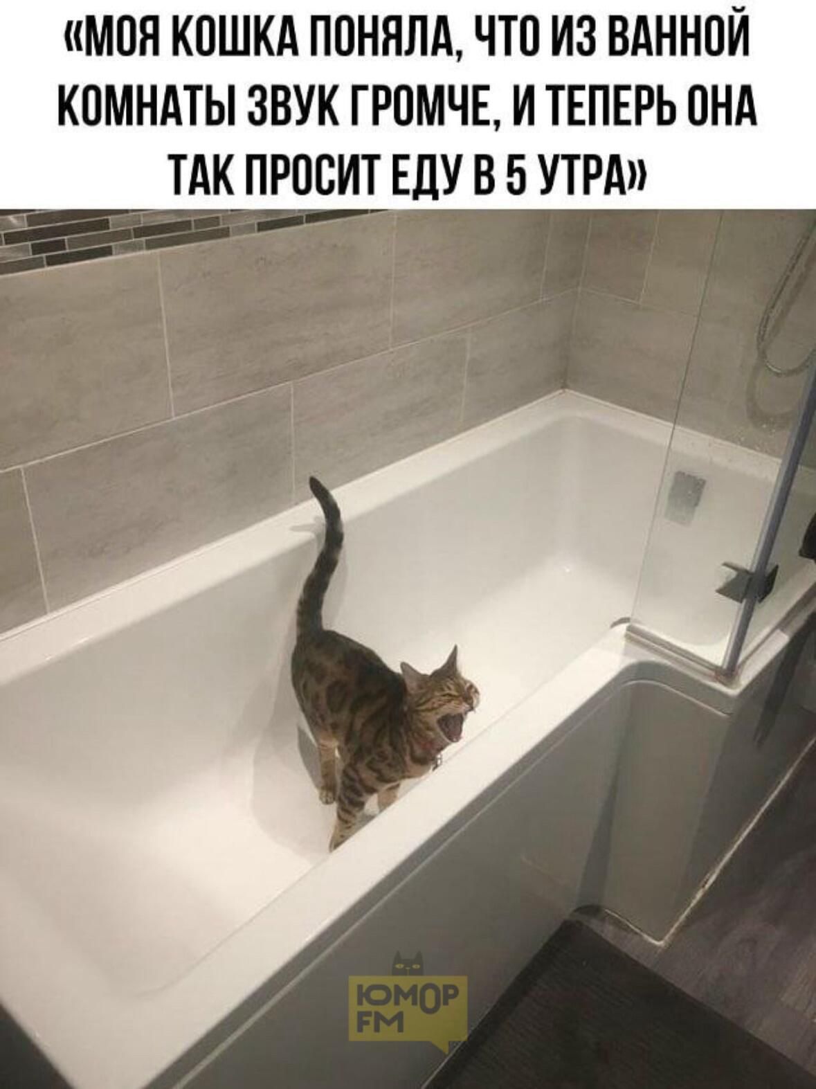 «Моя кошка поняла, что из ванной комнаты звук громче, и теперь она так просит еду в 5 утра»