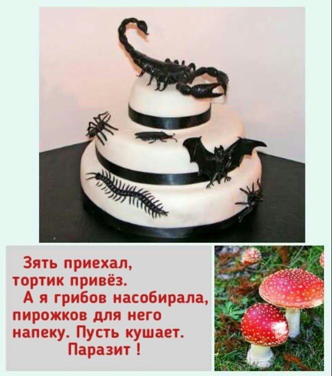 Зять приехал, тортик привёз. А я грибов насобирала, пирожков для него напеку. Пусть кушает. Паразит!