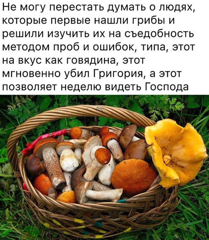 Не могу перестать думать о людях, которые первые нашли грибы и решили изучить их на съедобность методом проб и ошибок, типа, этот на вкус как говядина, этот мгновенно убил Григория, а этот позволяет неделю видеть Господа