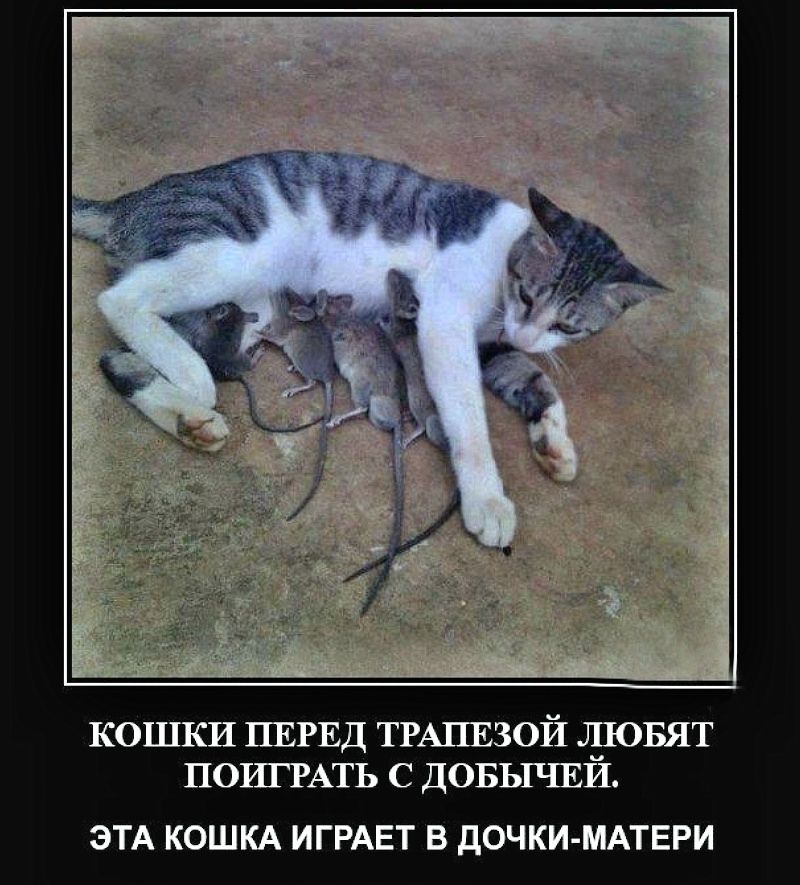 КОШКИ ПЕРЕД ТРАПЕЗОЙ ЛЮБЯТ ПОИГРАТЬ С ДОБЫЧЕЙ.
ЭТА КОШКА ИГРАЕТ В ДОЧКИ-МАТЕРИ