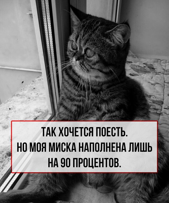 ТАК ХОЧЕТСЯ ПОЕСТЬ.
НО МОЯ МИСКА НАПОЛНЕНА ЛИШЬ НА 90 ПРОЦЕНТОВ.