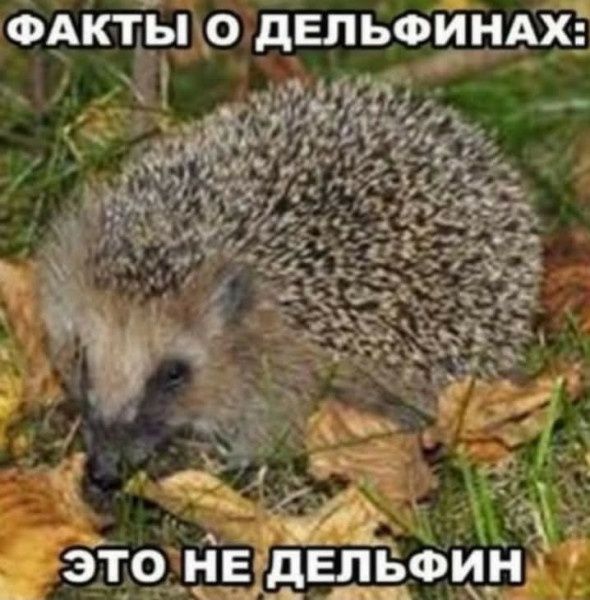 ФАКТЫ О ДЕЛЬФИНАХ: ЭТО НЕ ДЕЛЬФИН