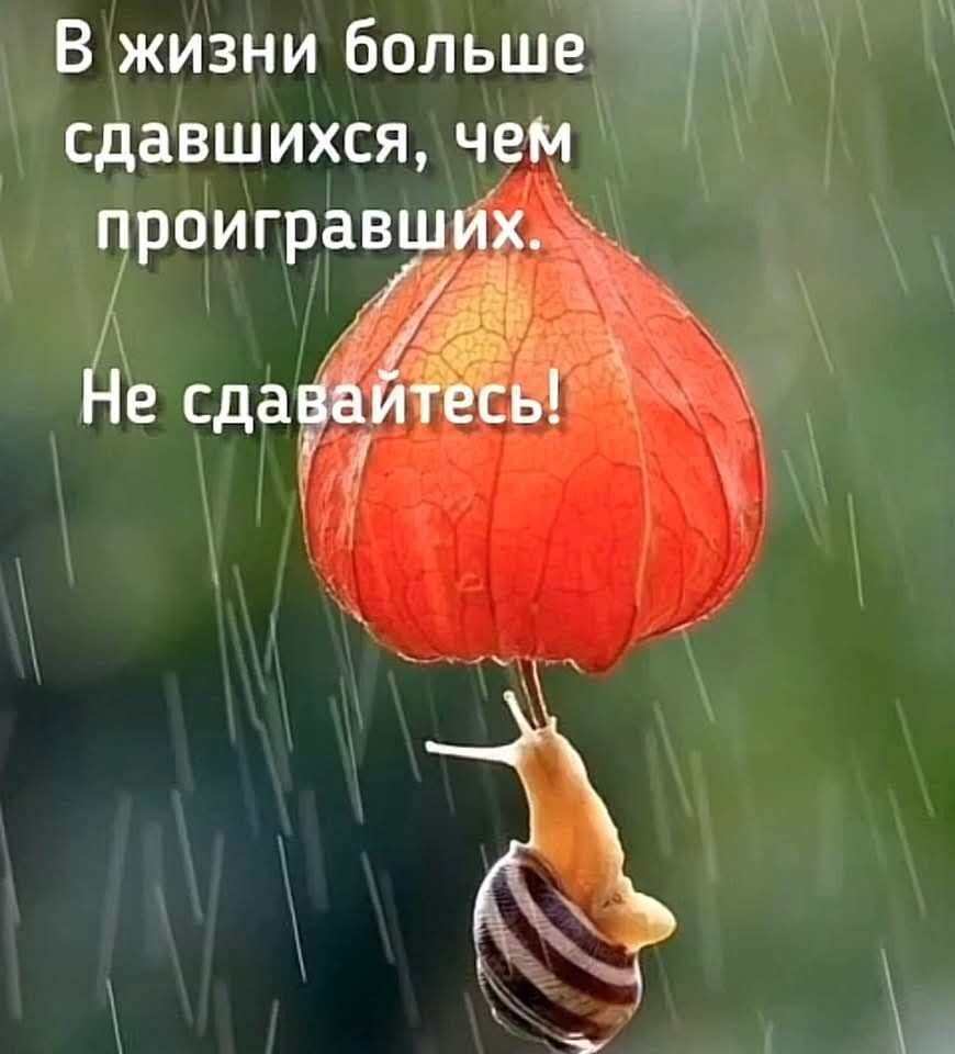 В жизни больше сдавшихся, чем проигравших. Не сдавайтесь!