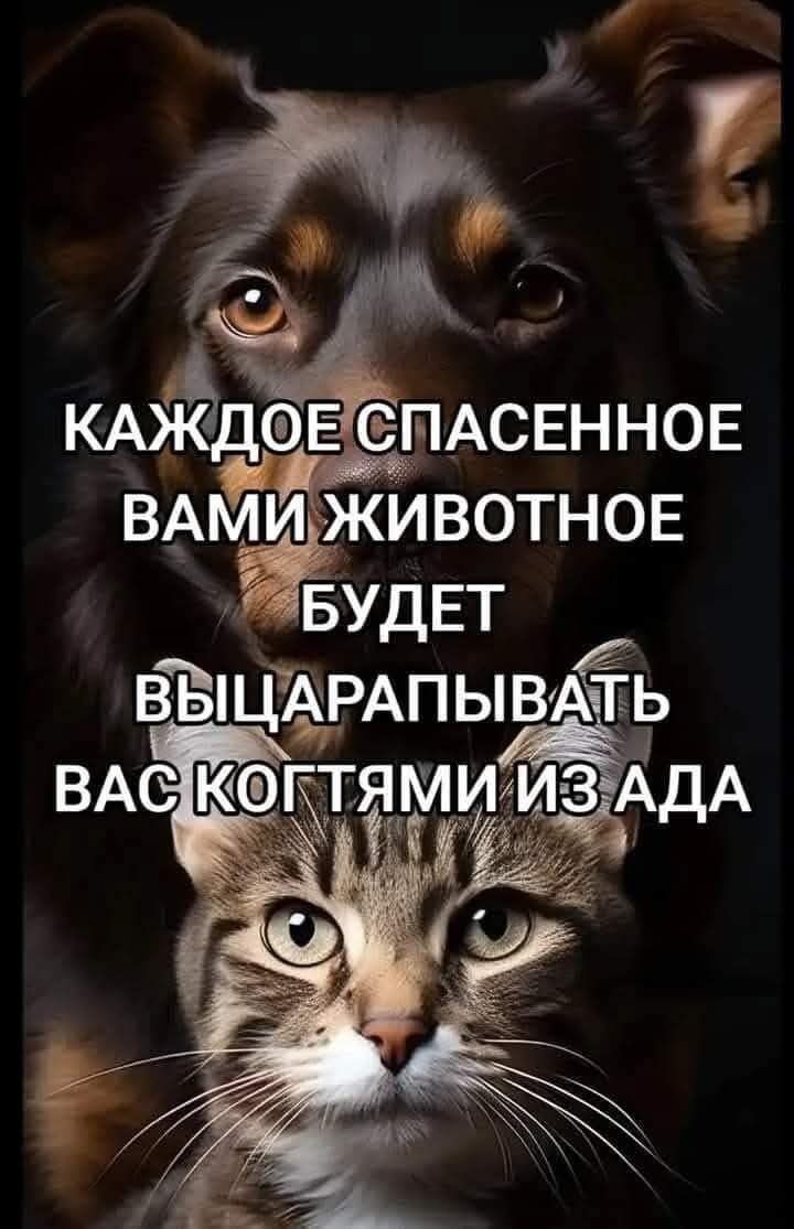 КАЖДОЕ СПАСЕННОЕ ВАМИ ЖИВОТНОЕ БУДЕТ ВЫЦАРАПЫВАТЬ ВАС КОГТЯМИ ИЗ АДА