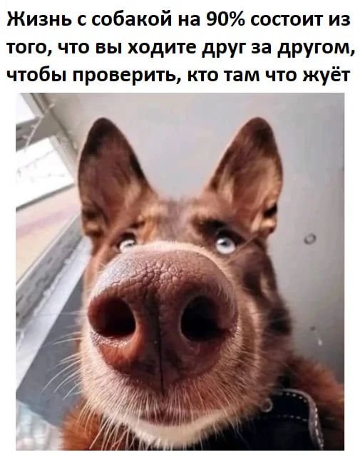 Жизнь с собакой на 90% состоит из того, что вы ходите друг за другом, чтобы проверить, кто там что жуёт