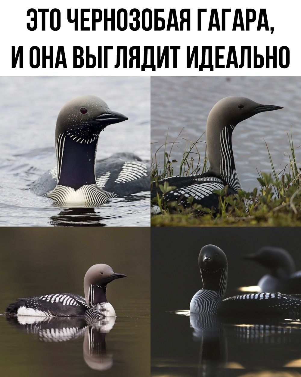 Это чернозобая гагара, и она выглядит идеально