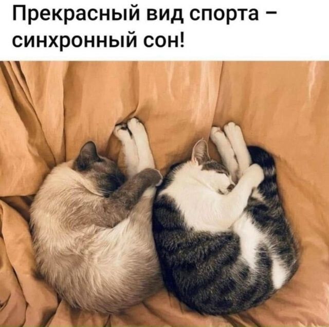 Прекрасный вид спорта – синхронный сон!