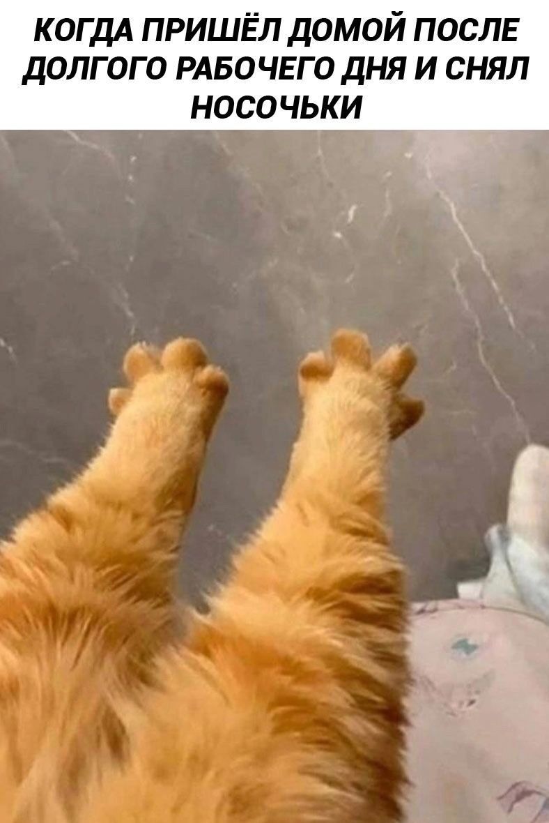 КОГДА ПРИШЁЛ ДОМОЙ ПОСЛЕ ДОЛГОГО РАБОЧЕГО ДНЯ И СНЯЛ НОСОЧКИ