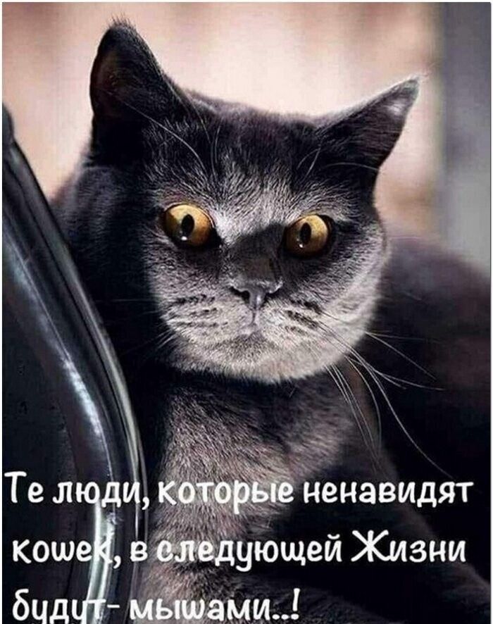 Те люди, которые не любят кошек, в следующей Жизни будут мышами..!