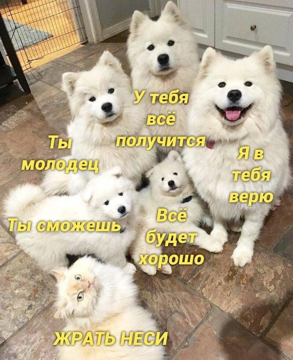 У тебя всё получится Ты молодец Я в тебя верю Ты сможешь Всё будет хорошо ЖРАТЬ НЕСИ