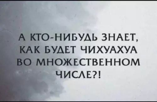 А КТО-НИБУДЬ ЗНАЕТ, КАК БУДЕТ ЧИХУАХУА ВО МНОЖЕСТВЕННОМ ЧИСЛЕ?!
