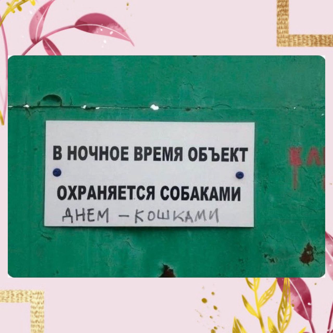 В ночное время объект охраняется собаками. Днем — кошками.