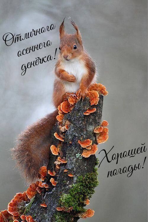 Отличного осеннего денёчка! Хорошей погоды!