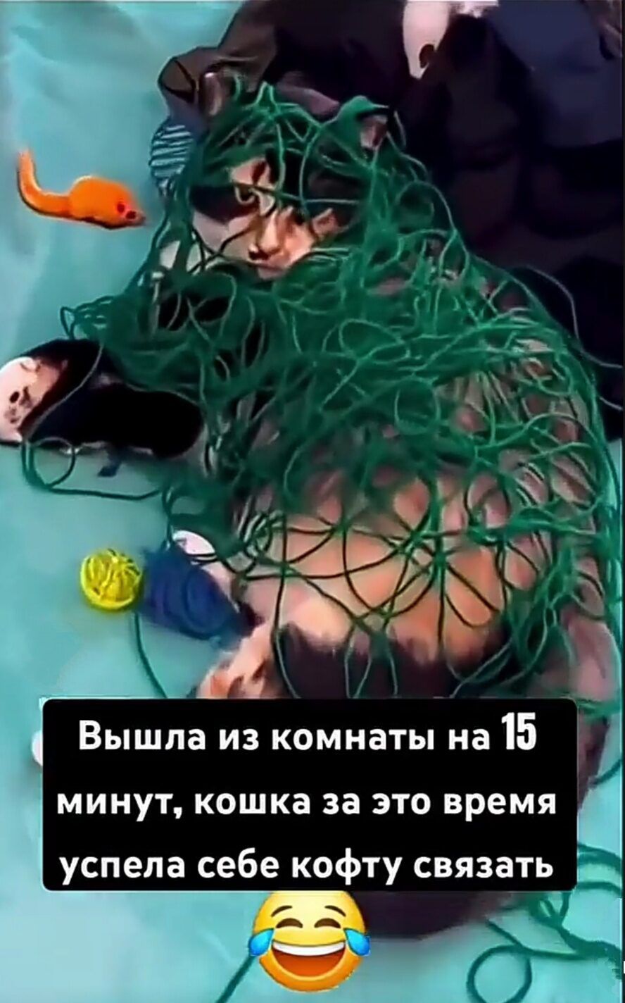 Вышла из комнаты на 15 минут, кошка за это время успела себе кофту связать 😂
