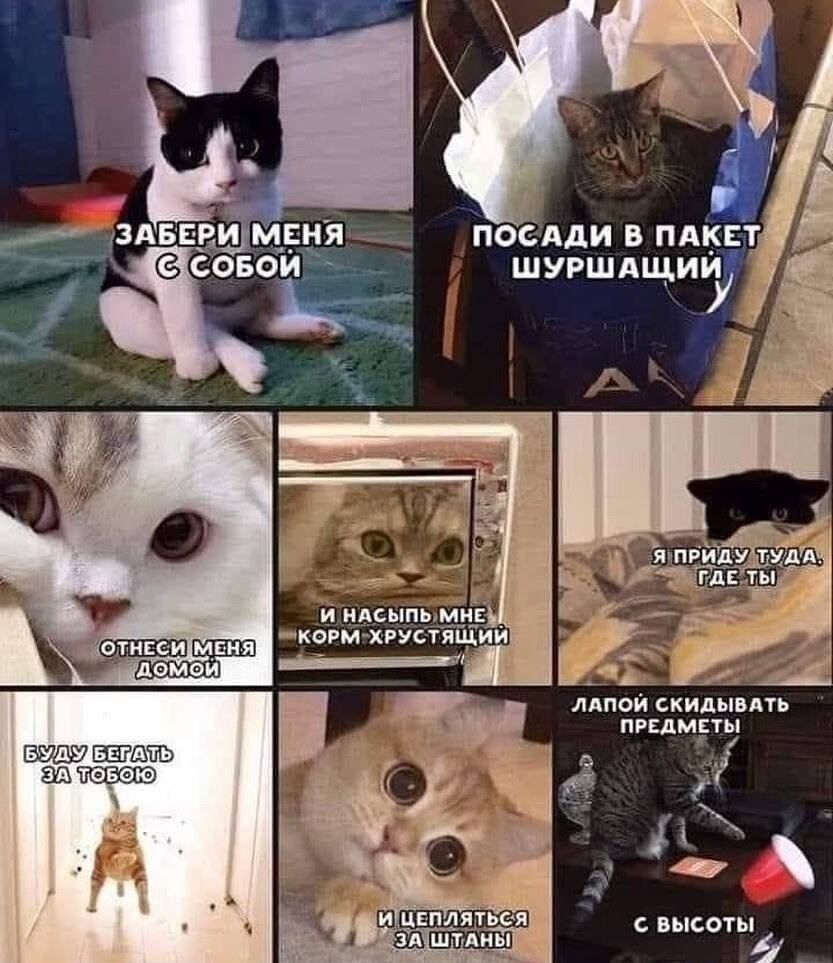 Забери меня с собой; Посади в пакет и шуршай; Отнеси меня домой; И насыпь мне корм-хрустящий; Я приду туда, где ты; Буду бегать за тобой; Лапой скидывать предметы с высоты; И цепляться за штаны