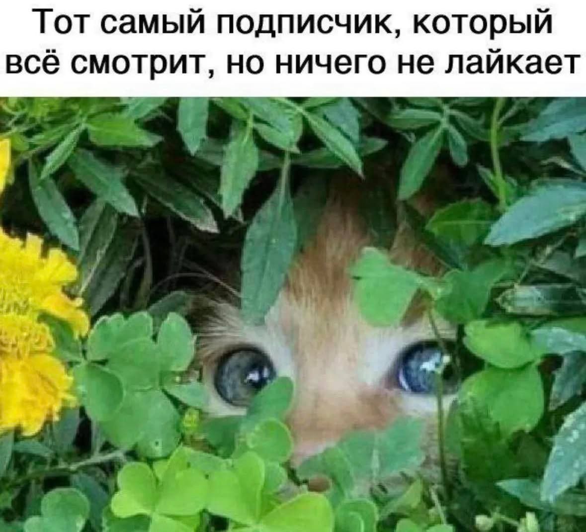 Тот самый подписчик, который всё смотрит, но ничего не лайкает