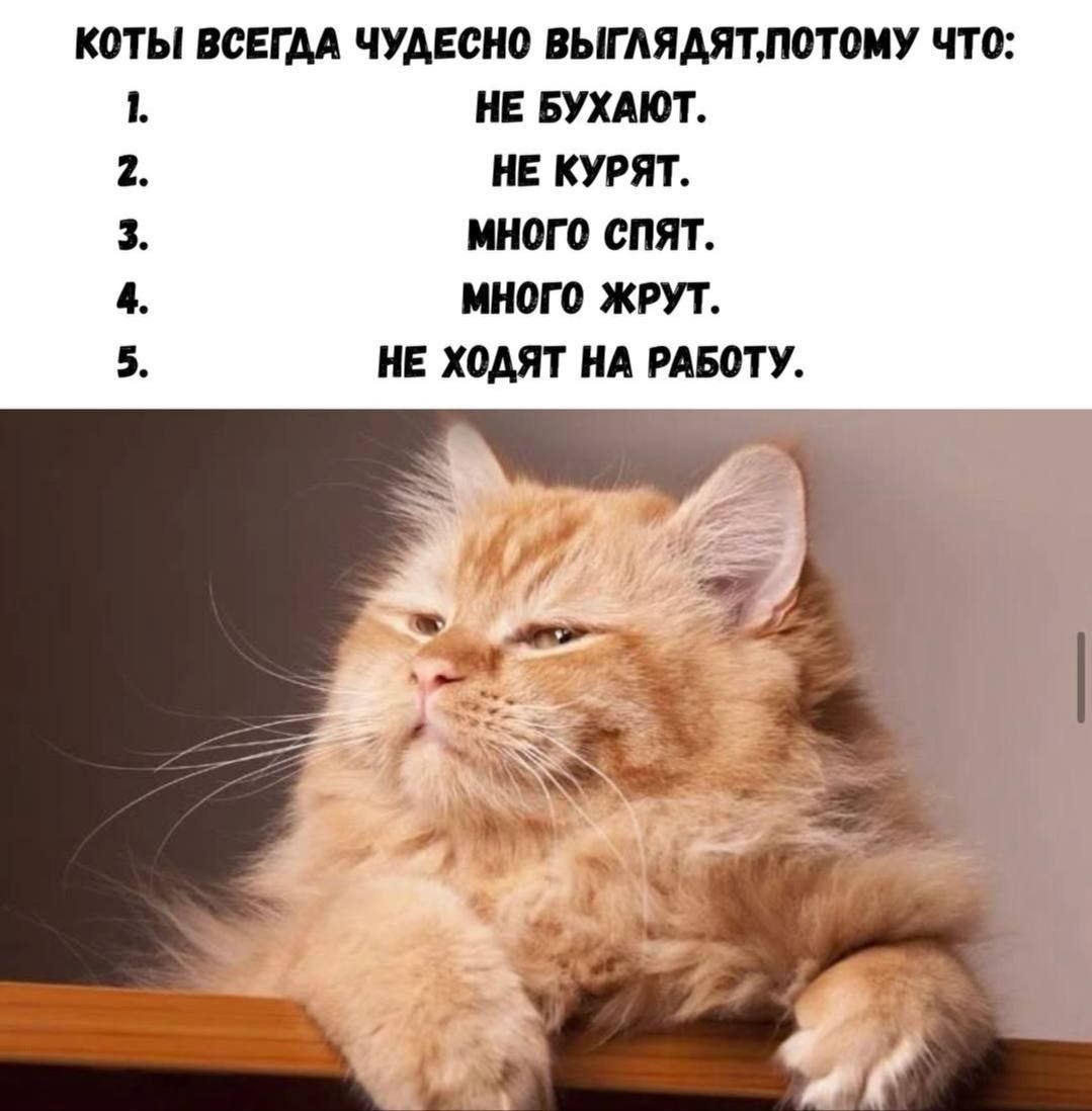 КОТЫ ВСЕГДА ЧУДЕСНО ВЫГЛЯДЯТ, ПОТОМУ ЧТО:
1. НЕ ПЬЮТ.
2. НЕ КУРЯТ.
3. МНОГО СПЯТ.
4. МНОГО ЖРУТ.
5. НЕ ХОДЯТ НА РАБОТУ.