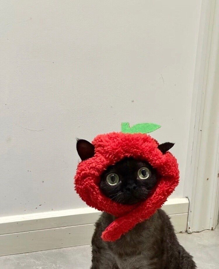 Черный кот в красном плюшевом головном уборе с зелёной листочкой