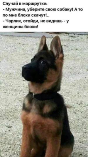 Случай в маршрутке:
- Мужчина, уберите свою собаку! А то по мне блохи скачут!...
- Чарлик, отойди, не видишь - у женщины блохи!