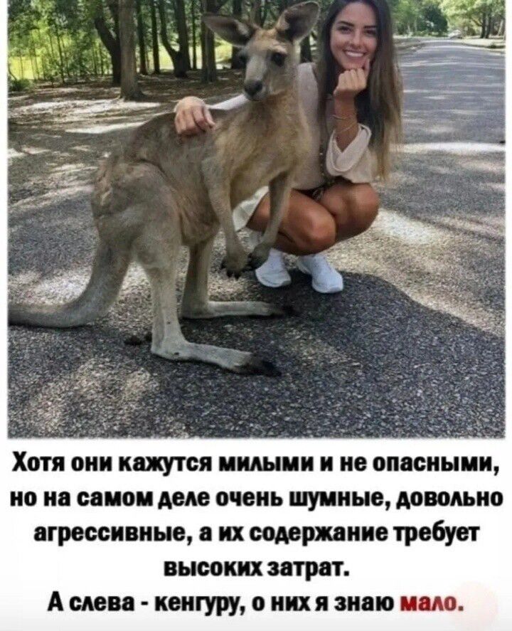 Хотя они кажутся милыми и не опасными, но на самом деле очень шумные, довольно агрессивные, а их содержание требует высоких затрат. А слева - кенгуру, о них я знаю мало.