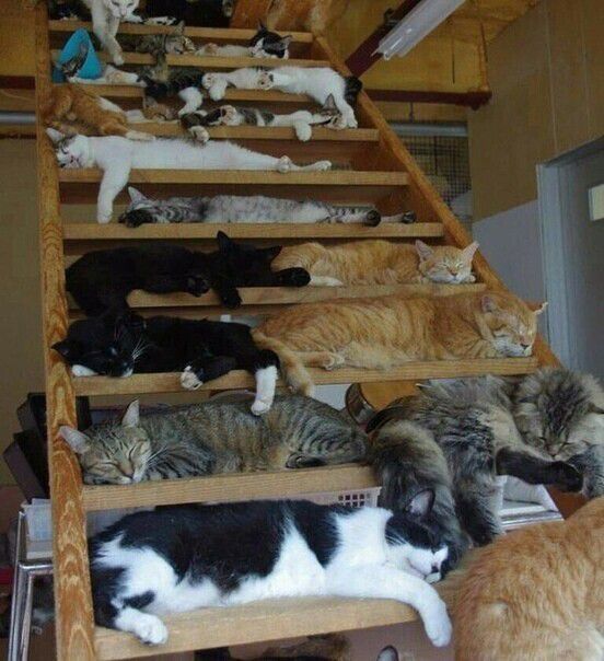 На лестнице отдыхают множество котиков.