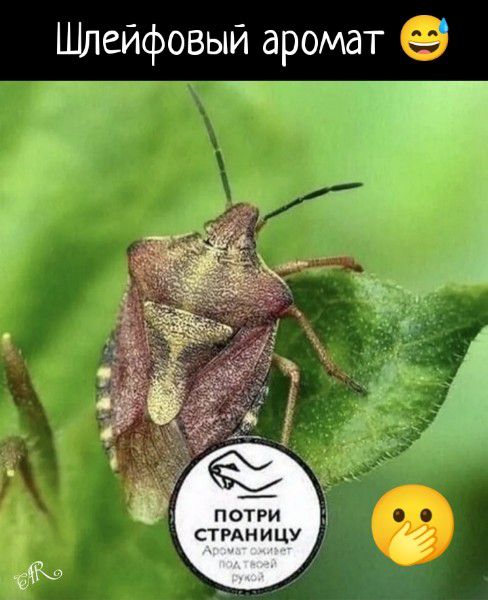 Шлейфовый аромат 😅 Потрити страницу. Аромат оживет под твоей рукой.