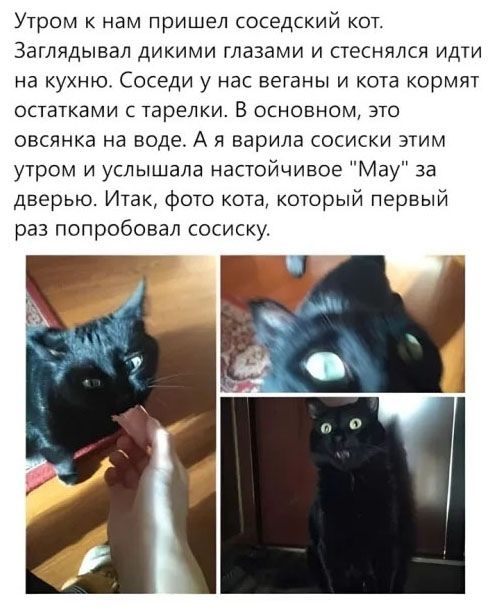 Утром к нам пришел соседский кот. Заглядывал дикими глазами и стеснялся идти на кухню. Соседи у нас веганы и кота кормят остатками с тарелки. В основном, это овсянка на воде. А я варила сосиски этим утром и услышала настойчивое 'May' за дверью. Итак, фото кота, который первый раз попробовал сосиску.