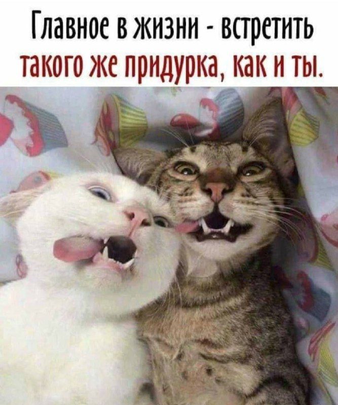 Главное в жизни - встретить такого же придурка, как и ты.