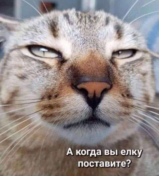 А когда вы елку поставите?