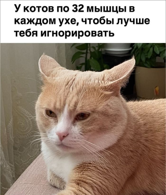 У котов по 32 мышцы в каждом ухе, чтобы лучше тебя игнорировать