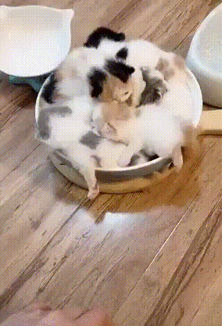 Котята запутались в миске на деревянном полу.