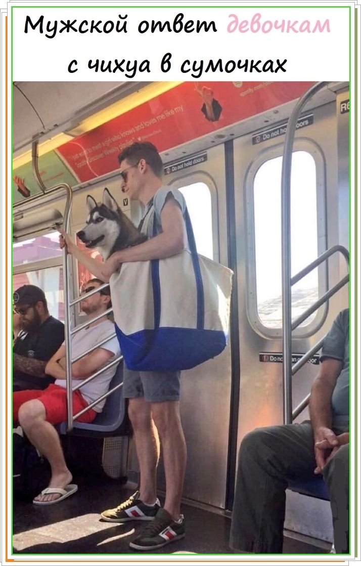 Мужской ответ девочкам с чихуа в сумочках
