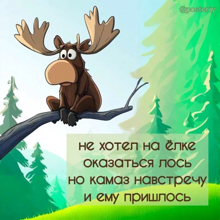 не хотел на ёлке оказаться лось но камаз навстречу и ему пришлось