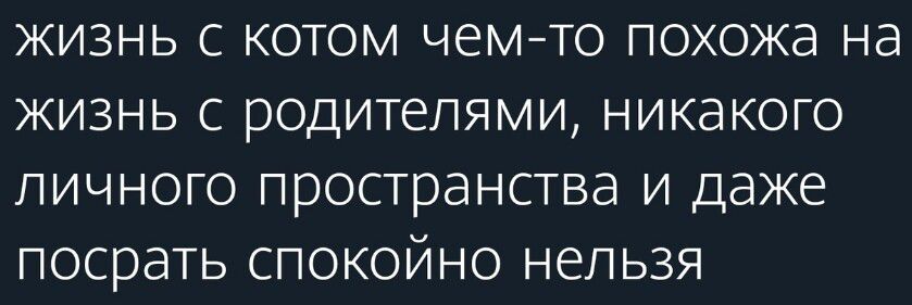 жизнь с котом чем-то похожа на жизнь с родителями, никакого личного пространства и даже посрать спокойно нельзя