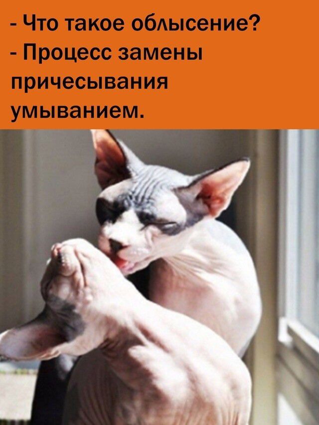 - Что такое облысение?
- Процесс замены причесывания умыванием.