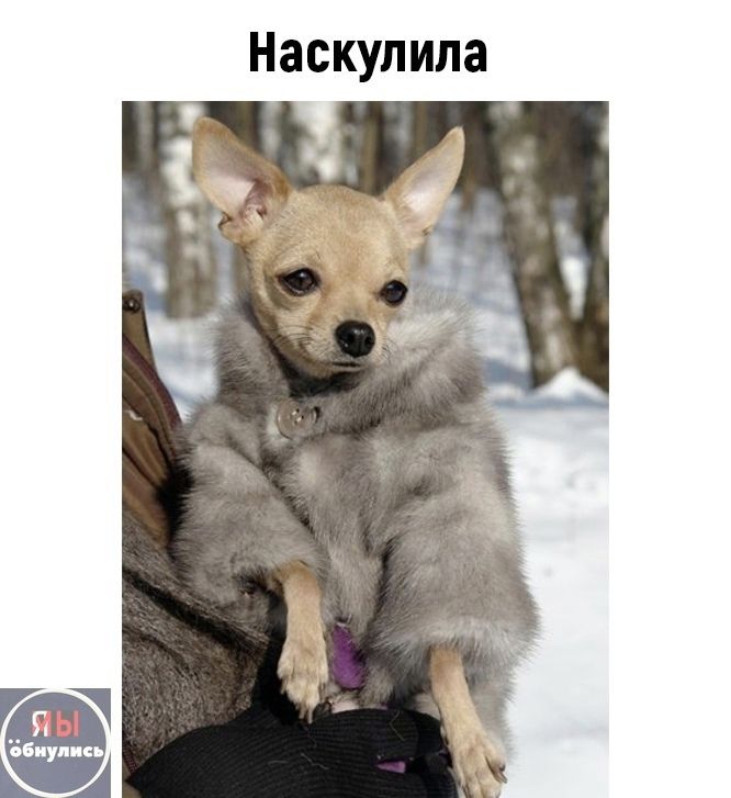 Наскулила