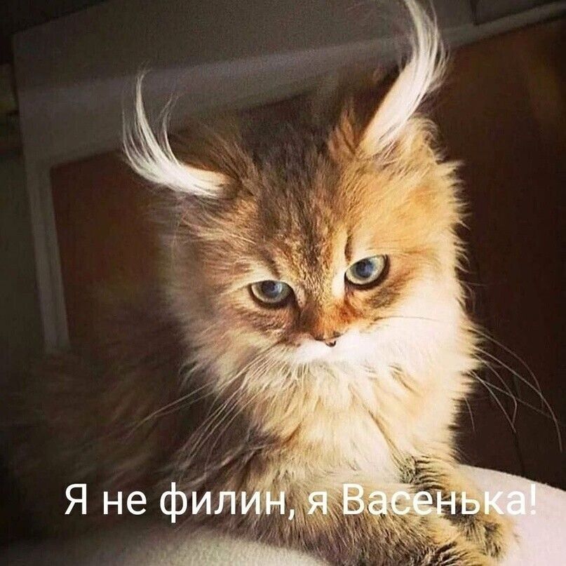 Я не филин, я Васенька!