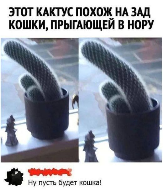 ЭТОТ КАКТУС ПОХОЖ НА ЗАД КОШКИ, ПРЫГАЮЩЕЙ В НОРУ. Ну пусть будет кошка!