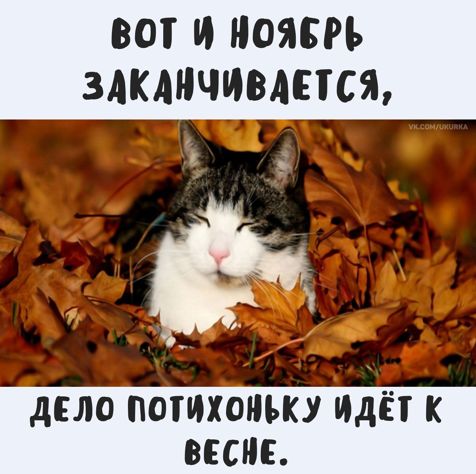 ВОТ И НОЯБРЬ ЗАКАНЧИВАЕТСЯ, ДЕЛО ПОТИХОНЬКУ ИДЕТ К ВЕСНЕ.