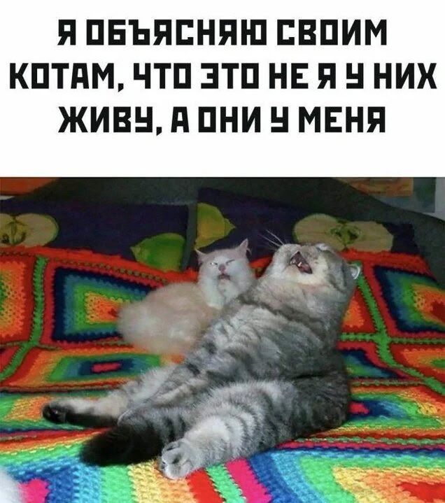 Я ОБЪЯСНЯЮ СВОИМ КОТАМ, ЧТО ЭТО НЕ Я У НИХ ЖИВУ, А ОНИ У МЕНЯ