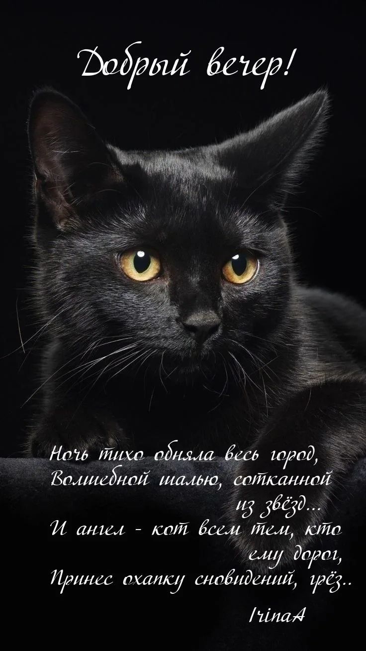 Добрый вечер! Ночь тихо обняла весь город, Волшебной шалью, сотканной из звёзд... И ангел - кот всем тем, кто ему дорог, Принёс охапку сновидений, грёз..