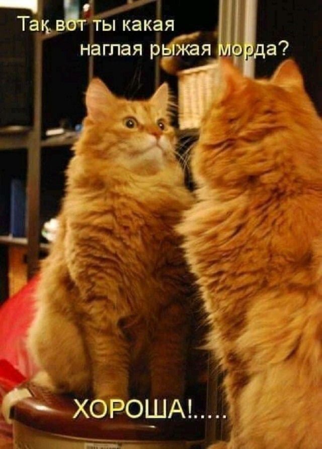 Так вот ты какая наглая рыжая морда? ХОРОШАЯ!.....