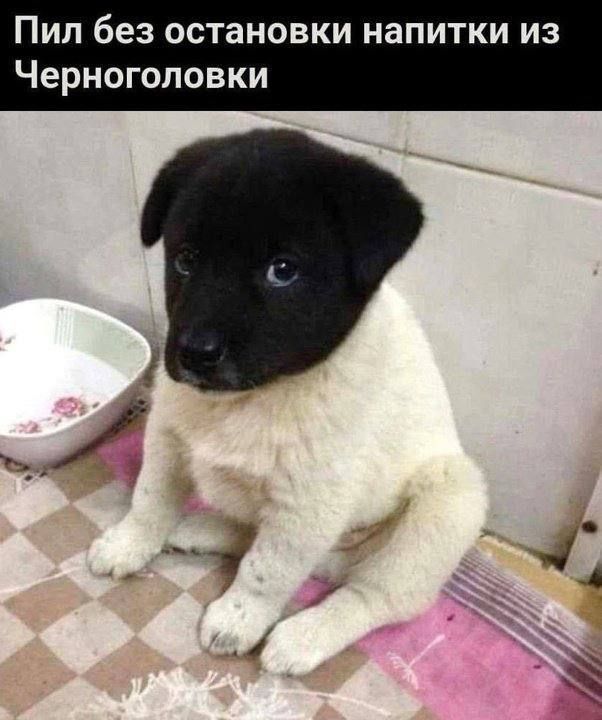 Пил без остановки напитки из Черноголовки