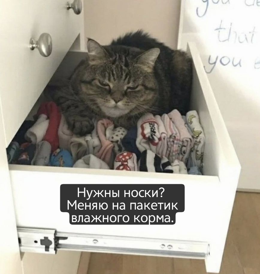 Нужны носки? Меняю на пакетик влажного корма.