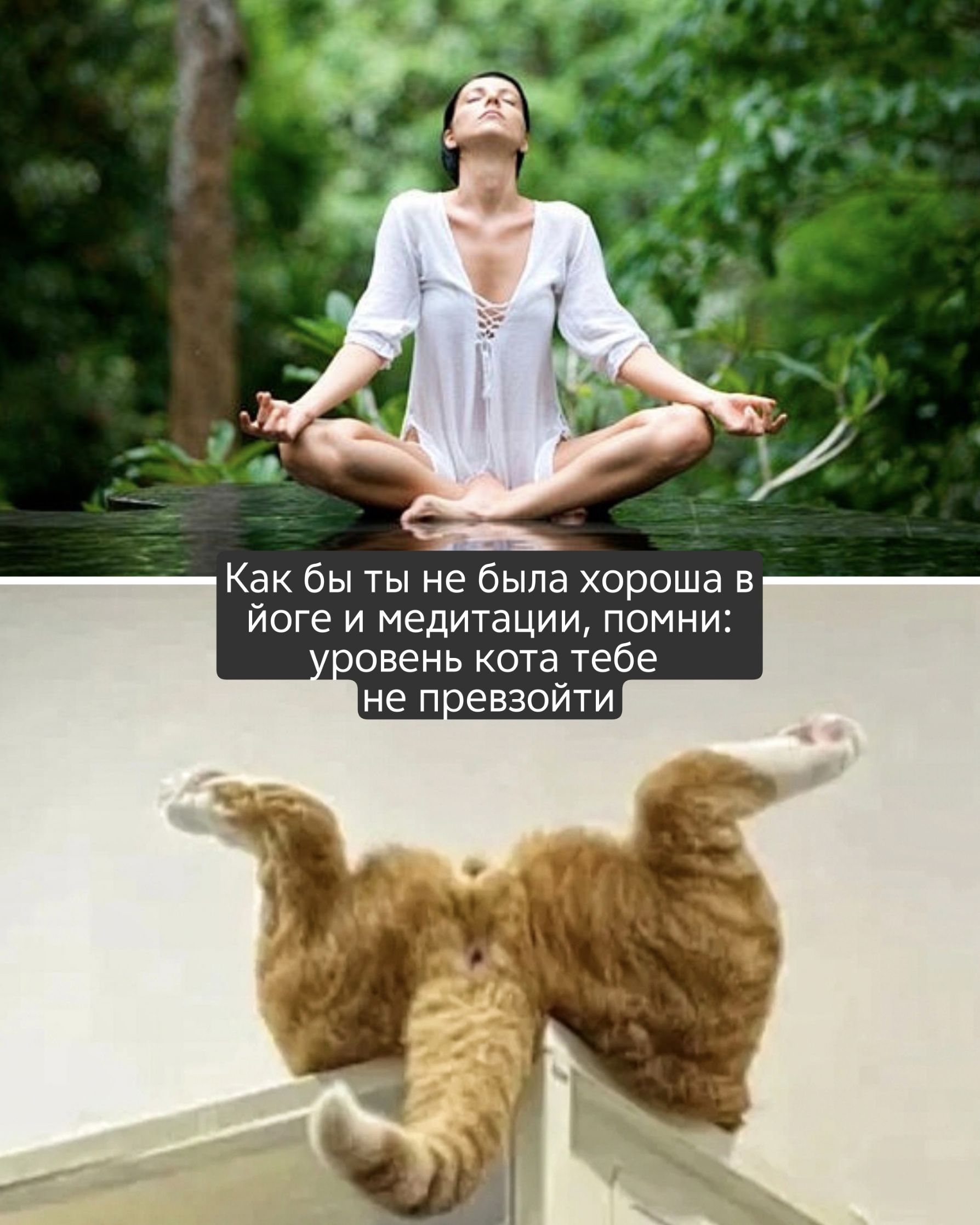 Как бы ты не была хороша в йоге и медитации, помни: уровень кота тебе не превзойти