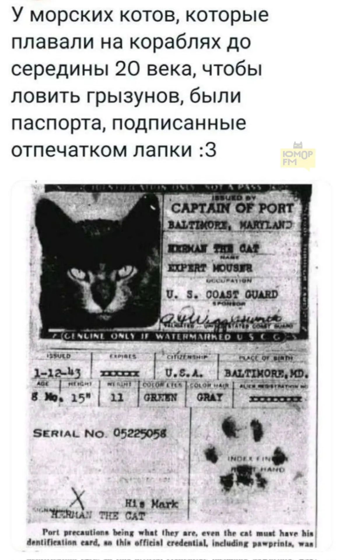У морских котов, которые плавали на кораблях до середины 20 века, чтобы ловить грызунов, были паспорта, подписанные отпечатком лапки :3