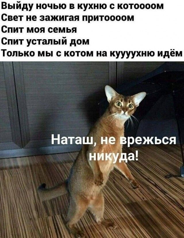 Выйду ночью в кухню с котоооом Свет не зажигая притооом Спит моя семья Спит усталый дом Только мы с котом на кукухню идём Наташ, не врежься никуда!